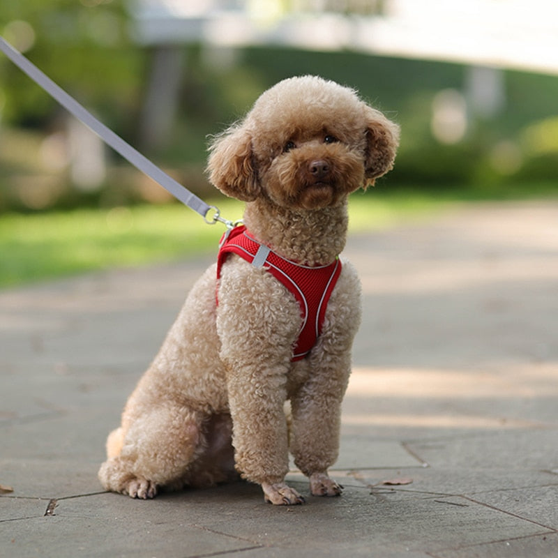 Set di guinzagli per cani di piccola taglia